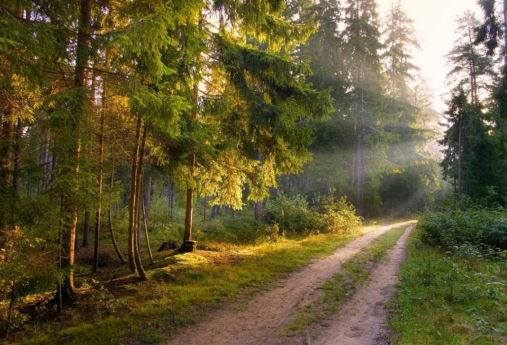 Год в лесу. Летний лес. Летом в лесу. Утро в лесу. Летние пейзажи леса.