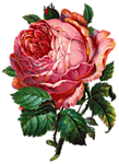0_bd558_1f3fe698_S (109x150, 35Kb)