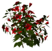 Цветы в PNG
